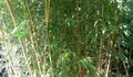 O CONCELLEIRO DE MEDIO AMBENTE DE REDONDELA DEFENDE A PLANTACIÓN DE BAMBÚ.