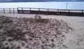 O BNG amosa a súa preocupación pola perda de area no entorno da Duna.